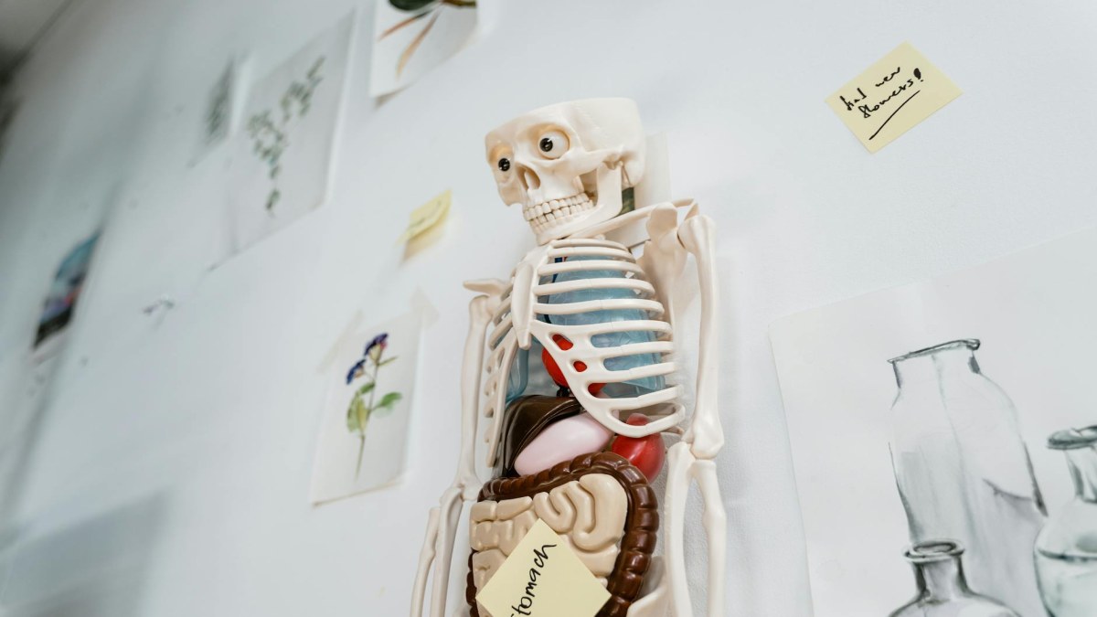 Anatomik Yapılar ve Fonksiyonları: İnsan Vücudu Hakkında Bilinmeyenler
