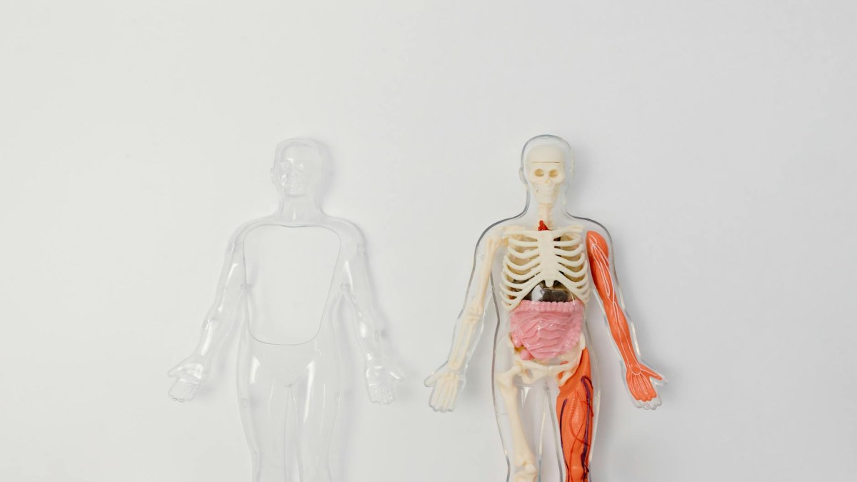 Vücut Anatomisinde Gizli Kalmış İlginç Gerçekler