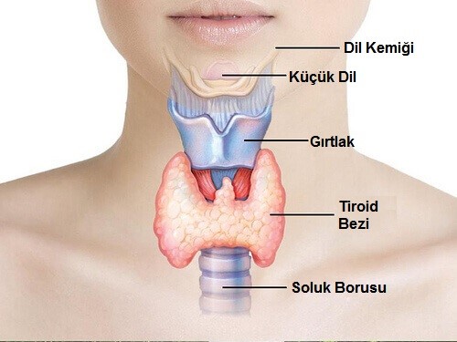 Tiroid Hastalıkları Ve Cerrahi
